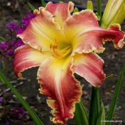 Daylily 'Heavenly New Frontiers'