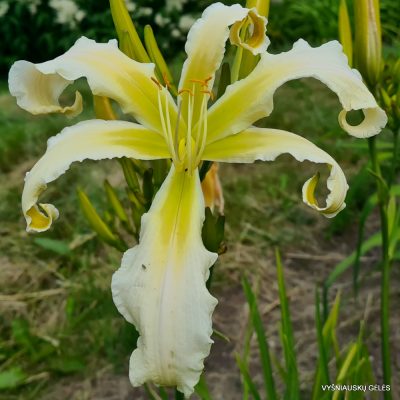 Daylily ‘Heavenly Snow White’