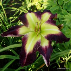 Daylily 'Hoping for Hugs'