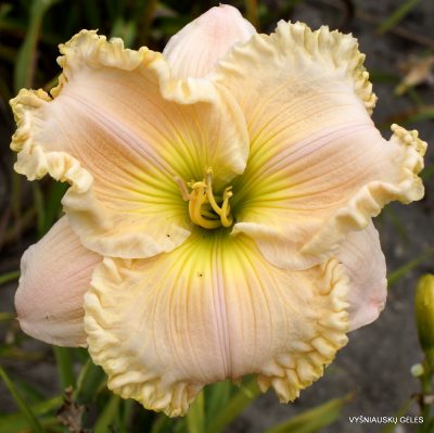 Daylily Humble George (2)