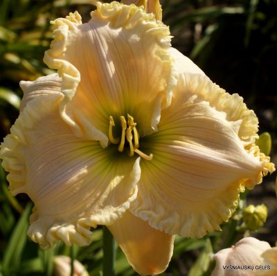 Daylily Humble George
