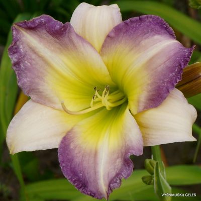 Daylily I Can See Clearly Now