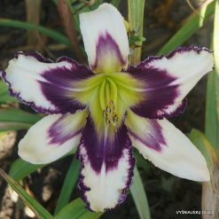 Daylily 'Inscribed on My Heart'