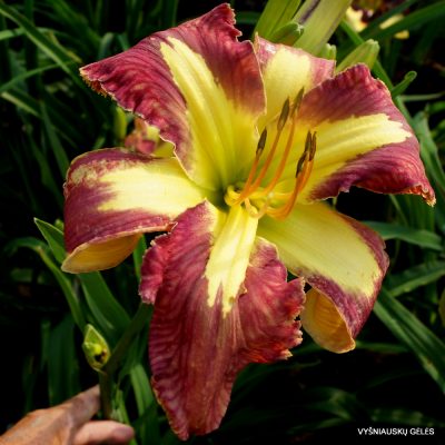 Daylily 'Jungle Queen' (2)
