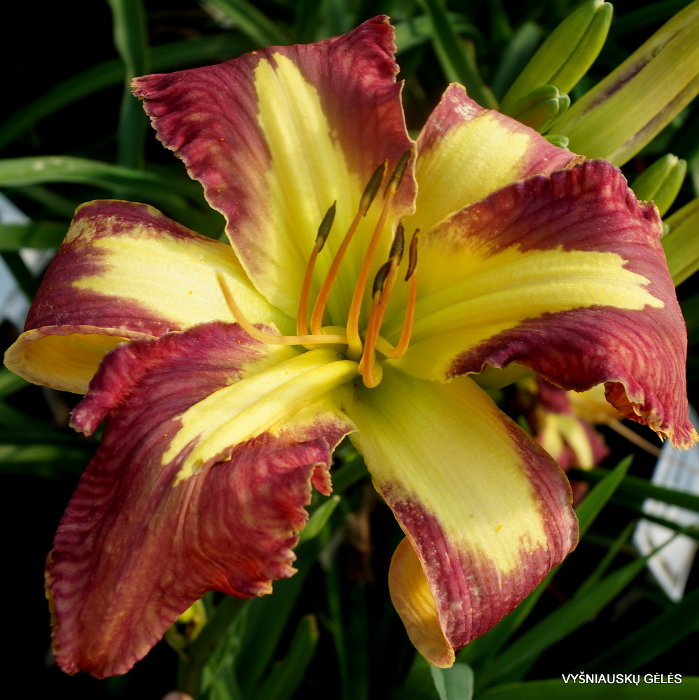 Daylily 'Jungle Queen' (3)