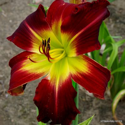 Daylily ‘King of Reds’