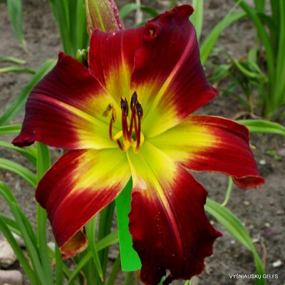Daylily 'King of Reds' (2)