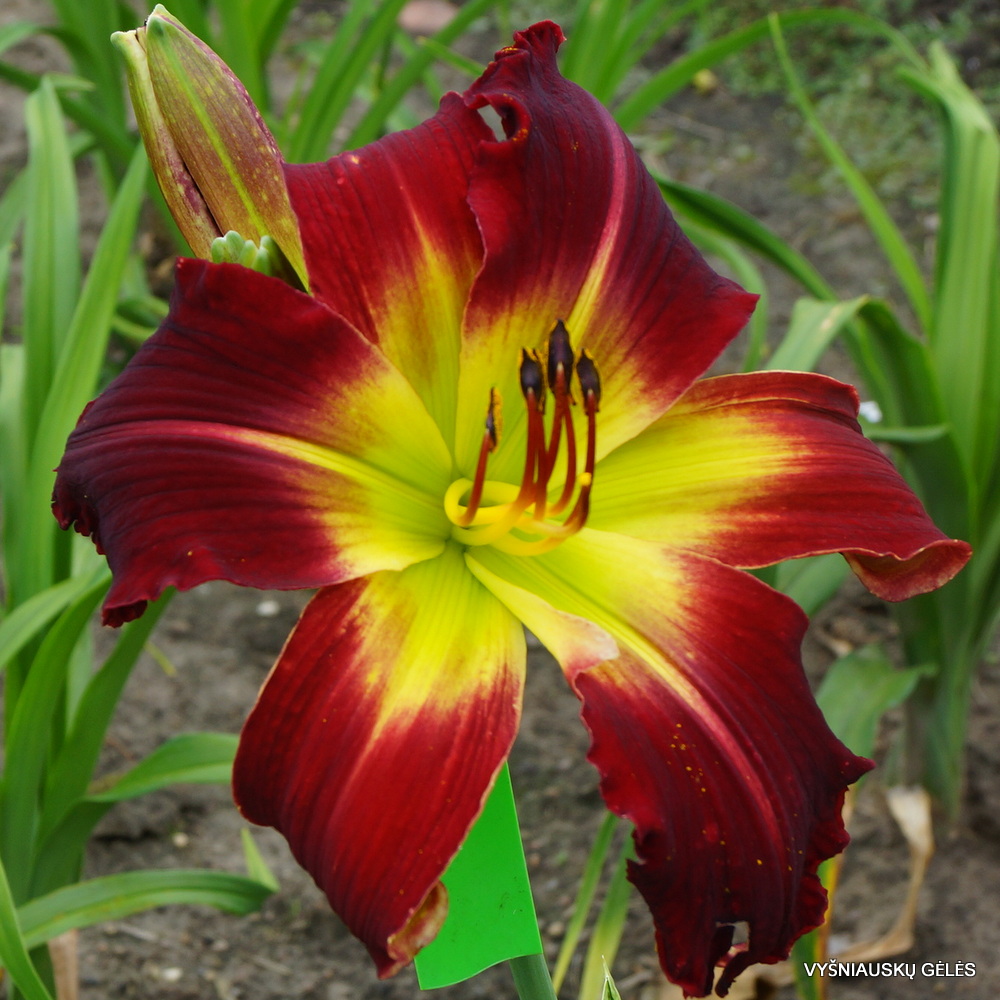 Daylily 'King of Reds' (3)