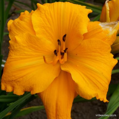Daylily ‘Mary’s Gold’