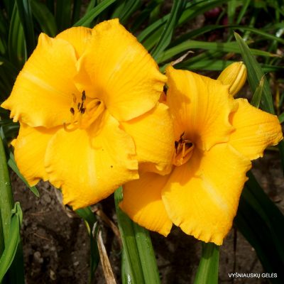 Daylily 'Mary's Gold' (2)