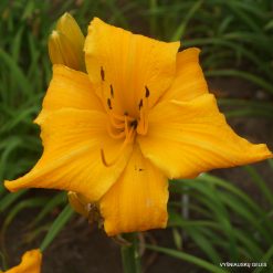 Daylily 'Mary's Gold'