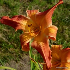 Daylily 'Miss Demeanor'