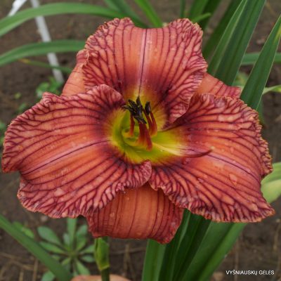 Daylily Nowhere To Hide