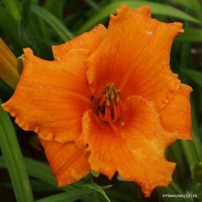 Daylily Orange Triangel