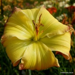 Daylily Our New Kermitment