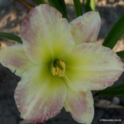 Daylily Peppermint Ice