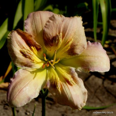 Daylily Sculpted in Vermont (2)