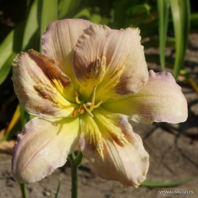 Daylily Sculpted in Vermont (2)