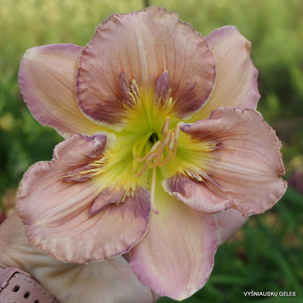 Daylily Sculpted in Vermont (3)