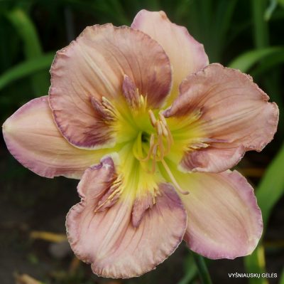 Daylily Sculpted in Vermont