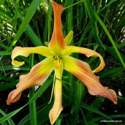 Daylily 'Small World Laughing All the Way'