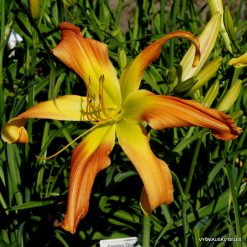 Daylily 'Small World Laughing All the Way'