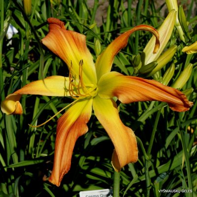 Daylily ‘Small World Laughing All the Way’