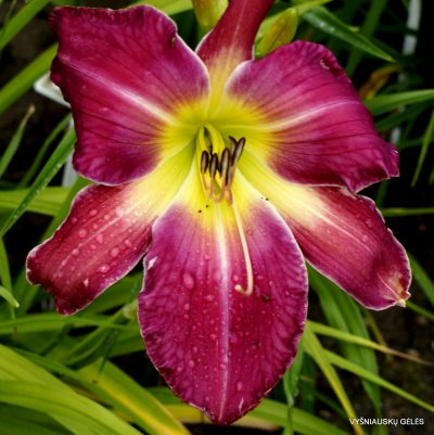 Daylily ‘Sweet Child of Mine’ Daylily ‘Sweet Child of Mine’