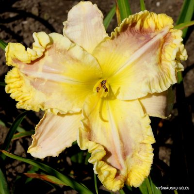 Daylily ‘Ted‘s Tribute to Linda’