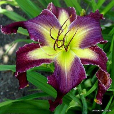 Daylily Time is Nigh