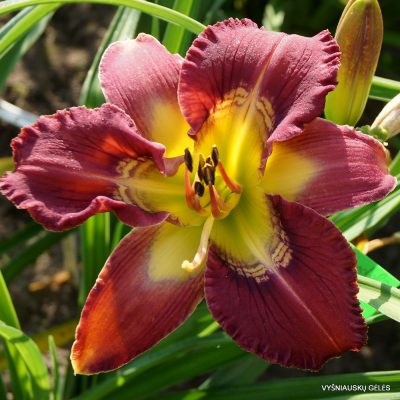 Daylily Totem and Taboo