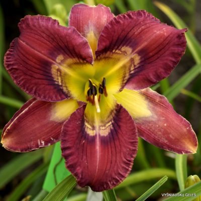Daylily Totem and Taboo