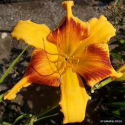 Daylily Tweaked Out