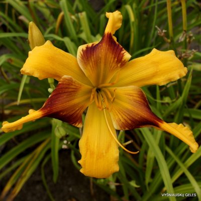 Daylily Tweaked Out