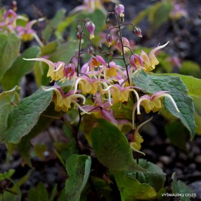 Epimedium ‘Fire Dragon’