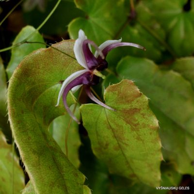Epimedium x omeiense 'Myriad Years' (2)