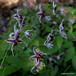 Epimedium x omeiense 'Myriad Years'