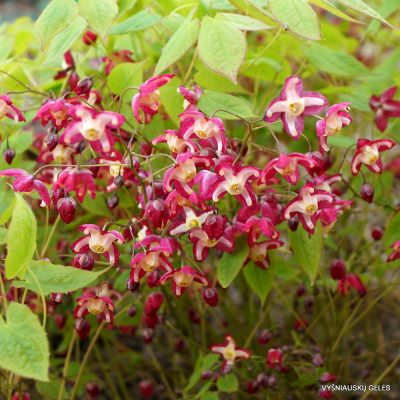 Epimedium x rubrum ‘Galadriel’