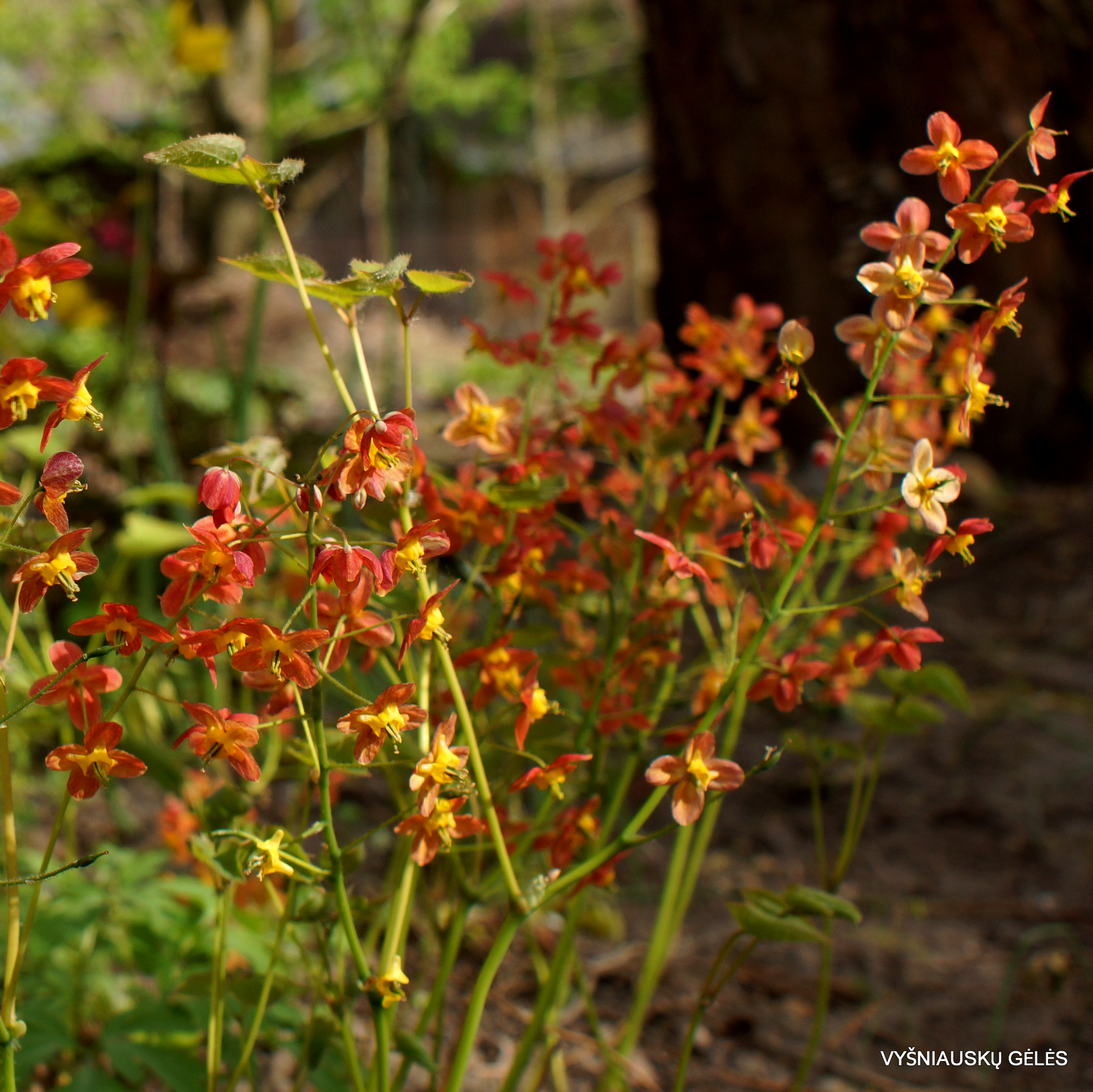 Epimedium x warleyense ‘Ellen Willmott’ (2)