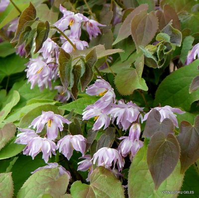 Epimedium x youngianum 'Tamabotan'