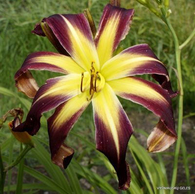 'Heavenly Purple Twister'