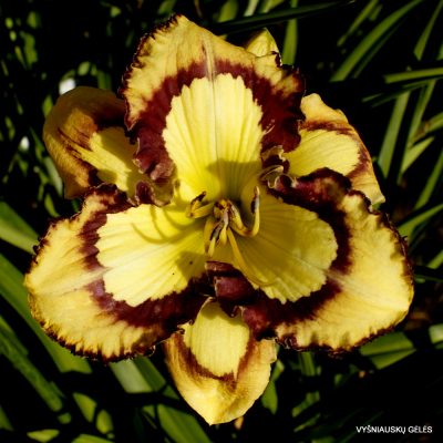 ‘Starburst Fantasy’