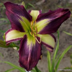 Daylily 'Apatura Flying to the Future'