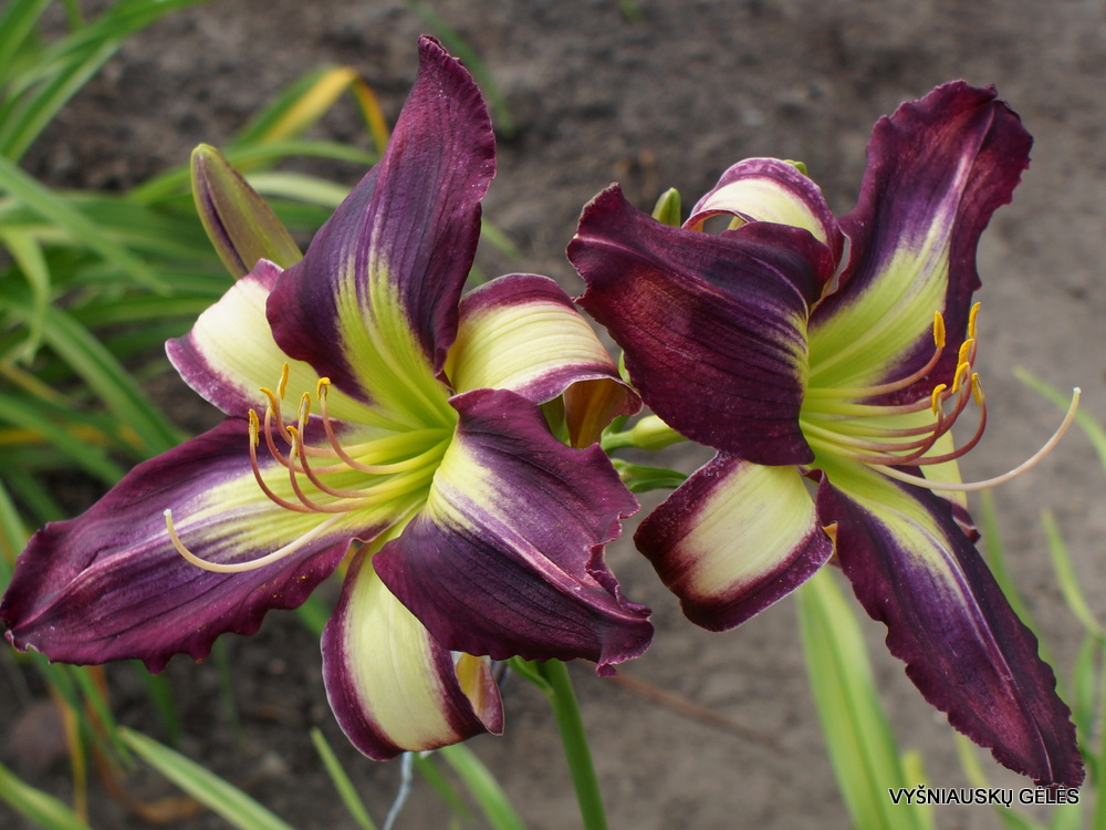 Daylily 'Apatura Flying to the Future' (3)