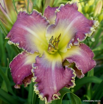 Daylily 'Apatura Ocean Of Flowers' (2)