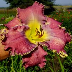 Daylily 'Apatura Ocean Of Flowers'