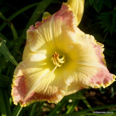 Daylily 'Apatura Summer Coctail' (2)