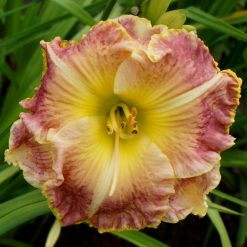 Daylily 'Apatura Summer Coctail'