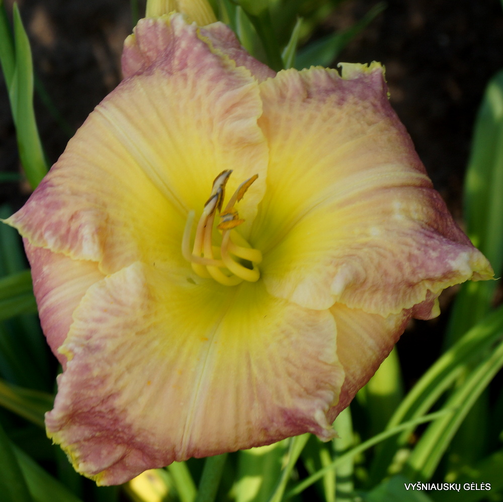 Daylily 'Apatura Summer Coctail' (3)