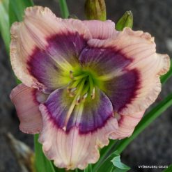 Daylily Westbourne Hummingbird's Delight